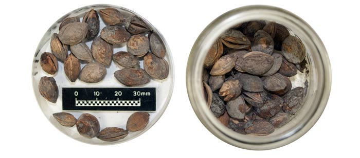 Plum stones found on the Mary Rose